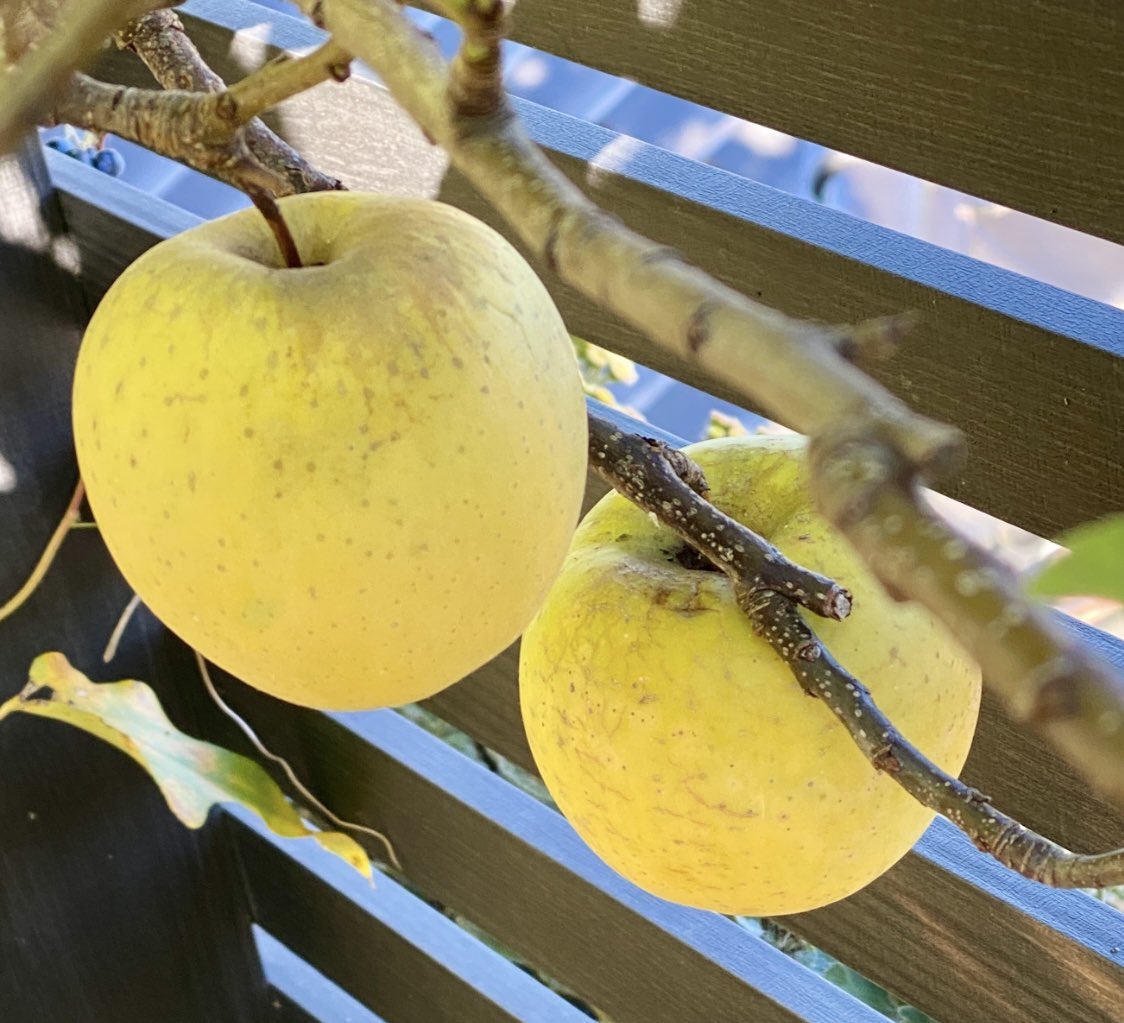 りんごページ フルベジ りんごの芯抜き FV-611 下村工業 調理小物