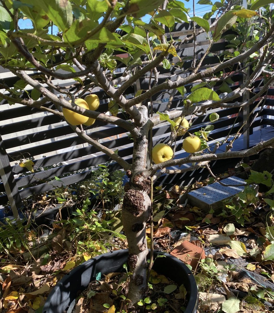 りんごページ フルベジ りんごの芯抜き FV-611 下村工業 調理小物