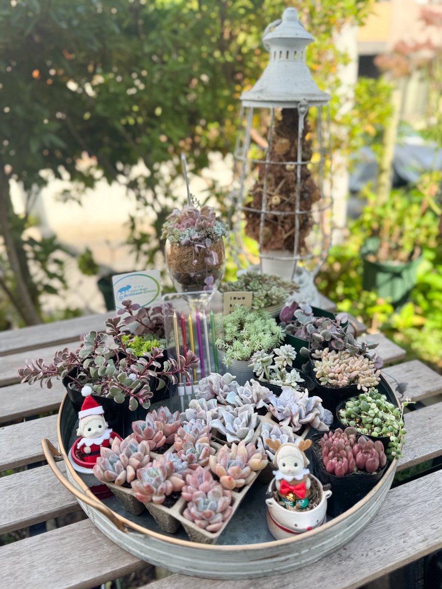 多肉植物寄せ植え