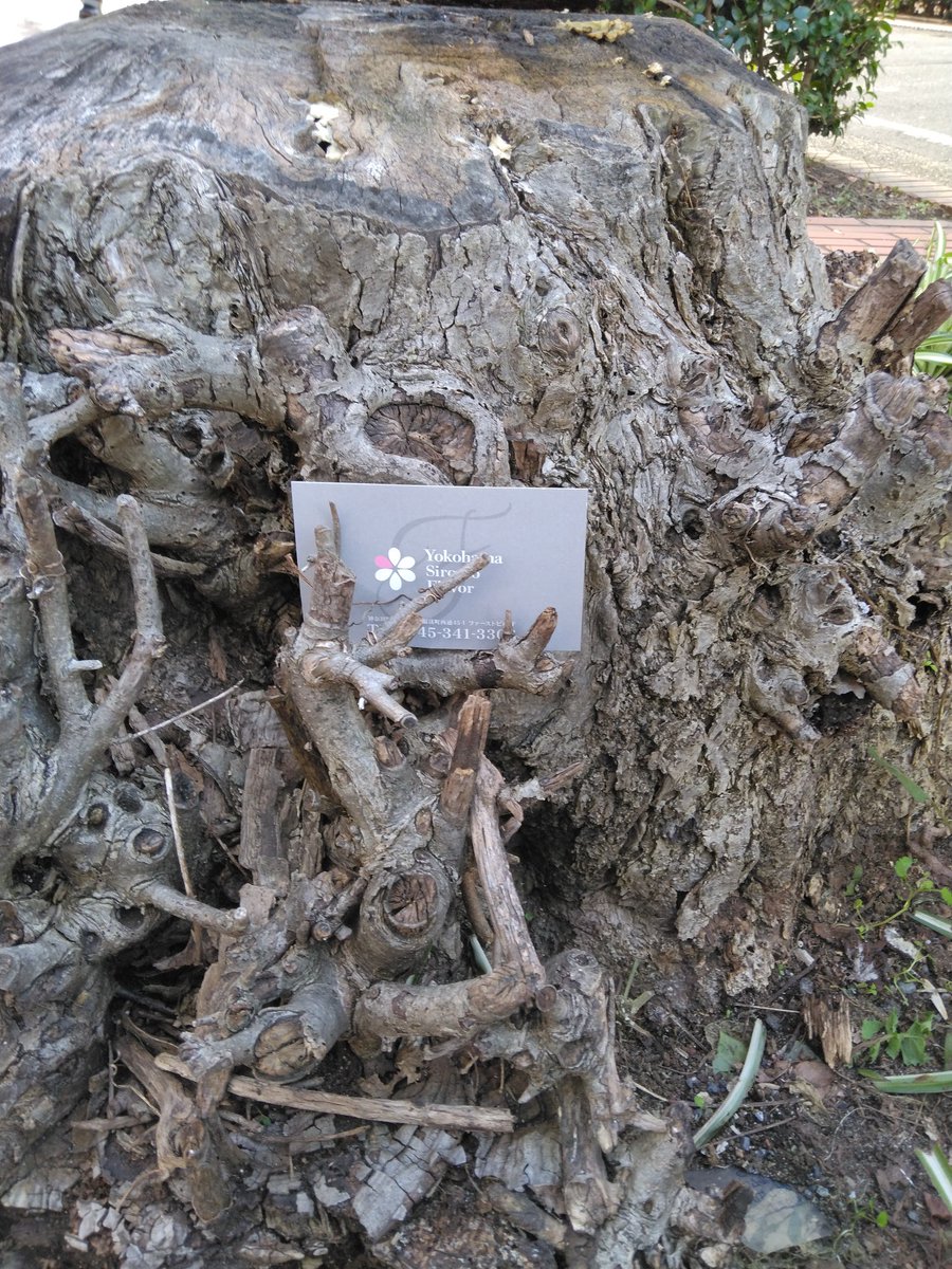 素人ふれーばー