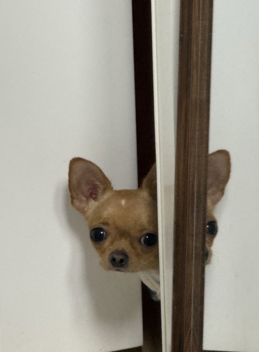 💖 (@twaniimals) on Twitter photo 