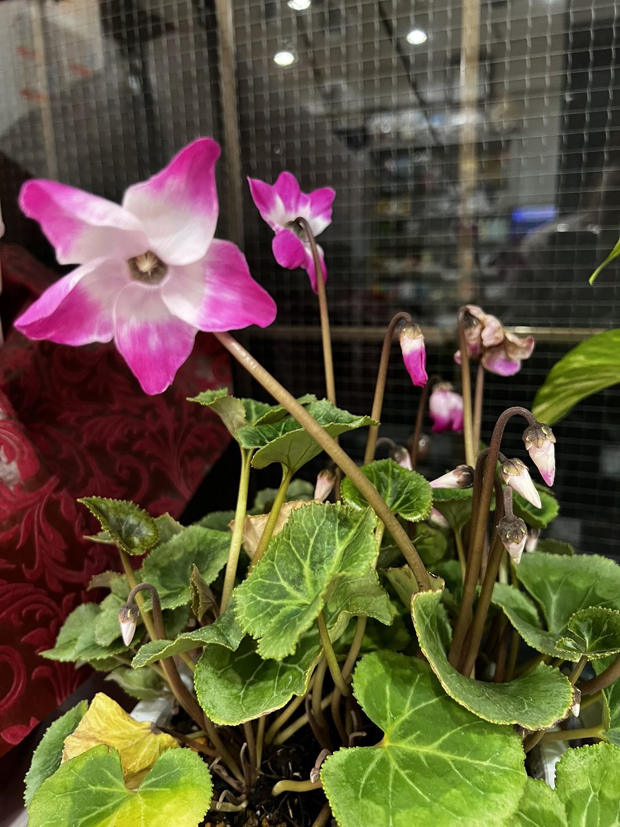 daini_kurinoyu's tweet image. #第二栗の湯 ♨️𓈒𓂂𓏸
 4年目の #例のシクラメン 
咲き方が❣️実に～ #かわいい
 🤗✨

 #大田区  #鵜の木  #銭湯  #シクラメン  #にゃー 🐱♨️𓈒𓂂𓏸🌸