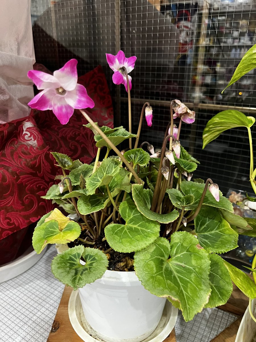 daini_kurinoyu's tweet image. #第二栗の湯 ♨️𓈒𓂂𓏸
 4年目の #例のシクラメン 
咲き方が❣️実に～ #かわいい
 🤗✨

 #大田区  #鵜の木  #銭湯  #シクラメン  #にゃー 🐱♨️𓈒𓂂𓏸🌸