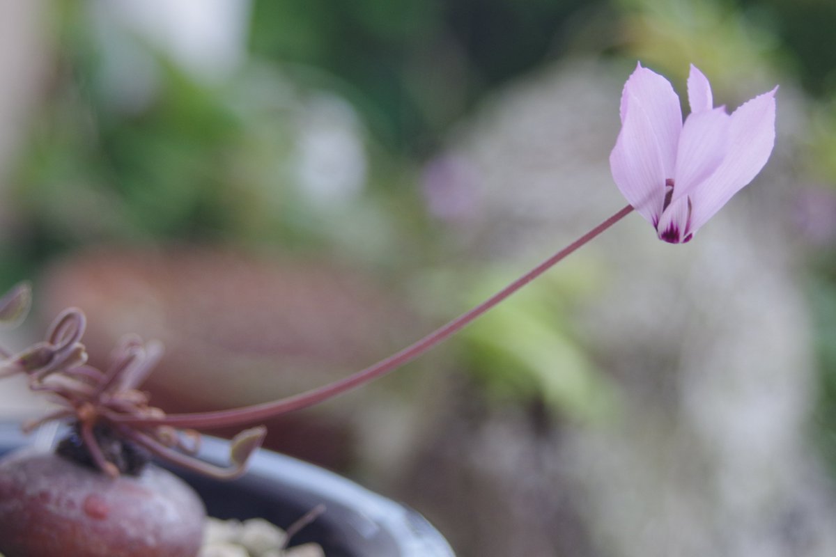 tokumeikibousann on X