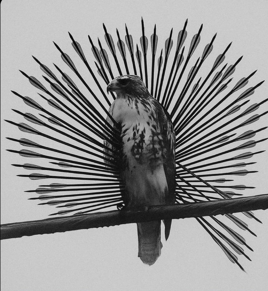 0xRezza's tweet image. xpl holders