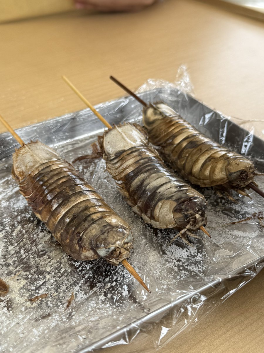 chome007's tweet image. 東京海洋大学の文化祭、焼きグソクムシ売っててヤバくない？