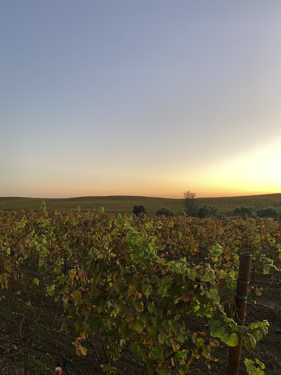 AMOS - Anna-Marie Sullivan tweet media