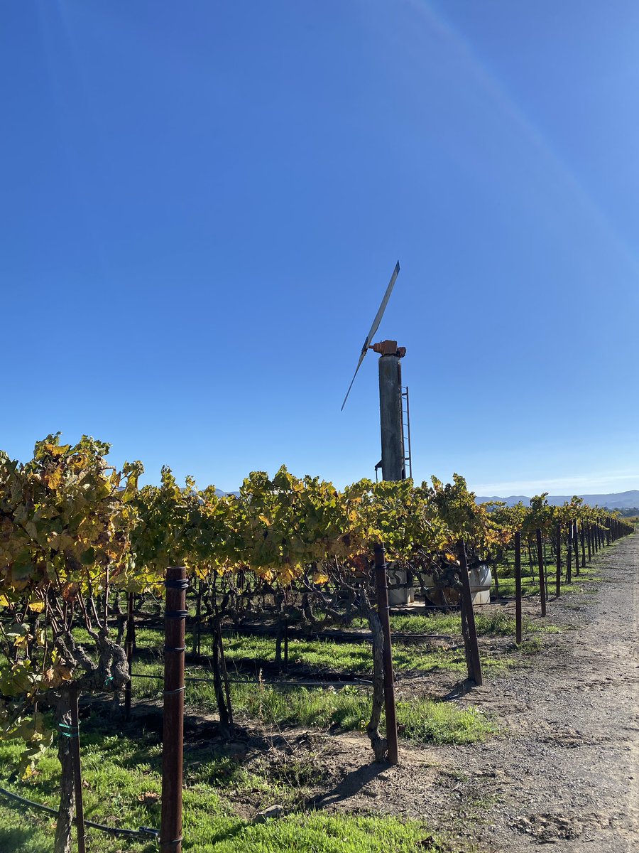 AMOS - Anna-Marie Sullivan tweet media