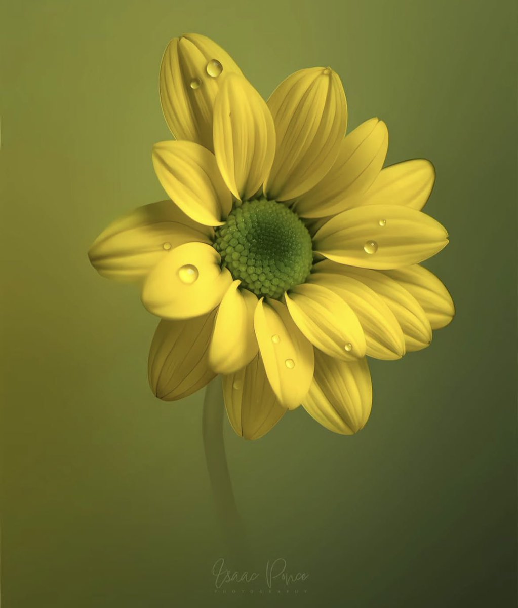 zmrdh47401948's tweet image. لا إله الا الله وحده لا شريك له له الملك وله الحمد وهو على كل شي قدير🌼