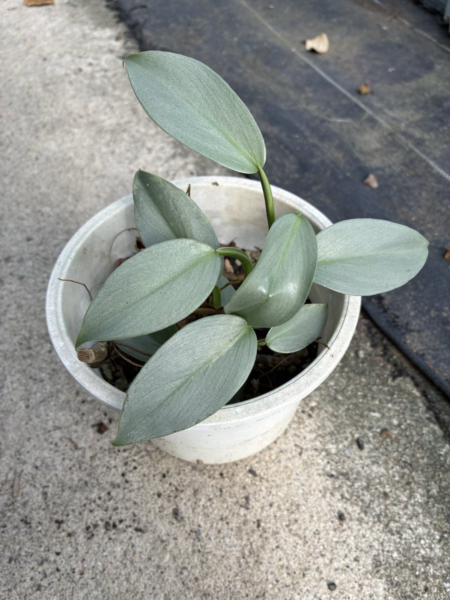 骨花壇 エクステリア・ガーデニング通販 NXstyle｜花壇材