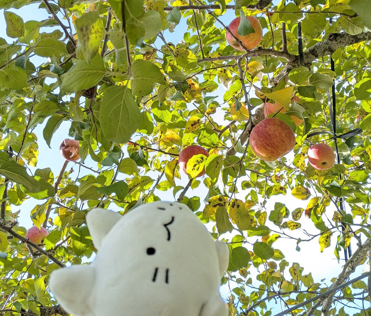 三色ひつじ @ コミティア154 11/24 (@sansyokuhituji) / Posts / X