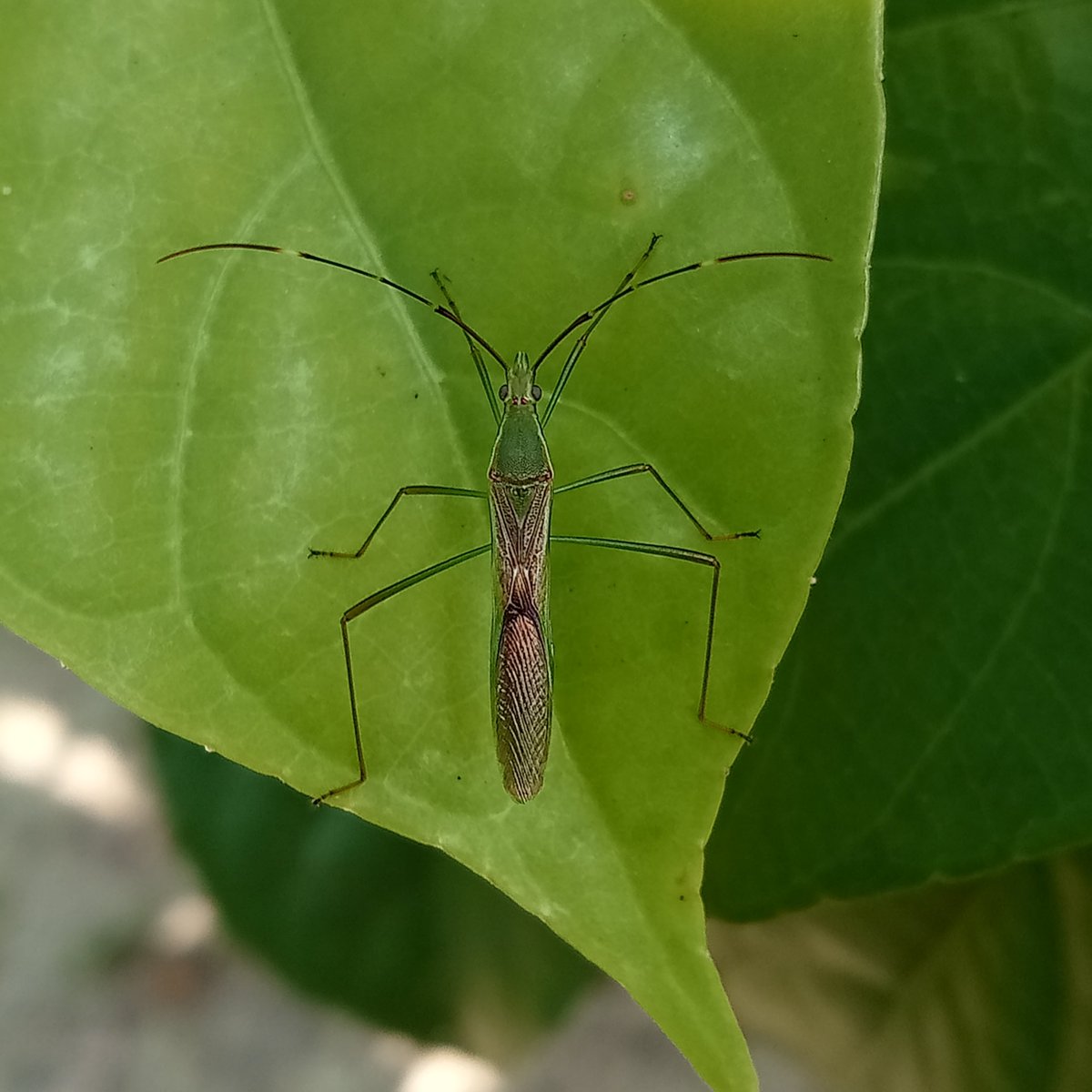 NaturalphotosNP's tweet photo. Leaf Sentinel Bug NFT link 🔗⬇️
https://t.co/qa61gF5os6
#OpenSea #polygon #NFT #inse https://t.co/fVQIq4UzKC