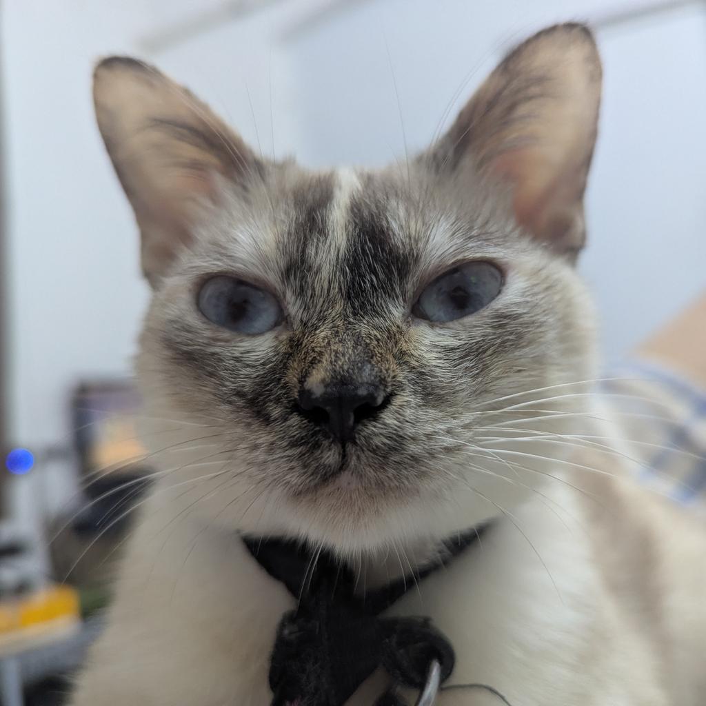 RealAidenCook's tweet image. Hey chuds