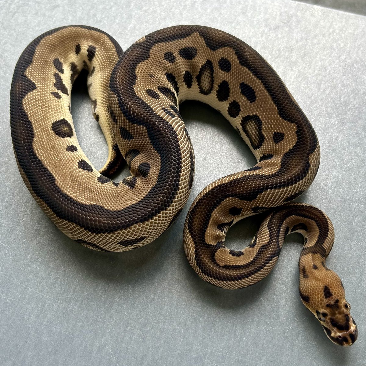 Kayo296's tweet image. 乾燥が激しくなってきましたね😱
しっかり加湿していきましょう！

#ボールパイソン #ballpython
Leopard Clown th Ghost DG Pied♂