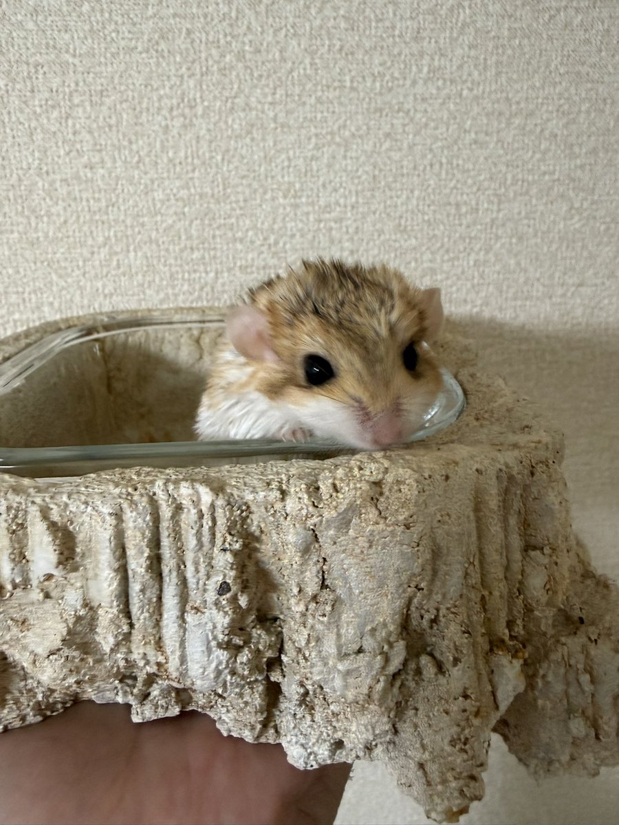 我が家に来た月光湖は、天才アイドルむち美の砂風呂になりました🫶

超絶格好いい月光湖に浸かる超絶可愛いむち美

まだ砂入れてないのに、すんごいご満悦な顔していらっしゃる
飼い主より贅沢なネズミ💁‍♂️