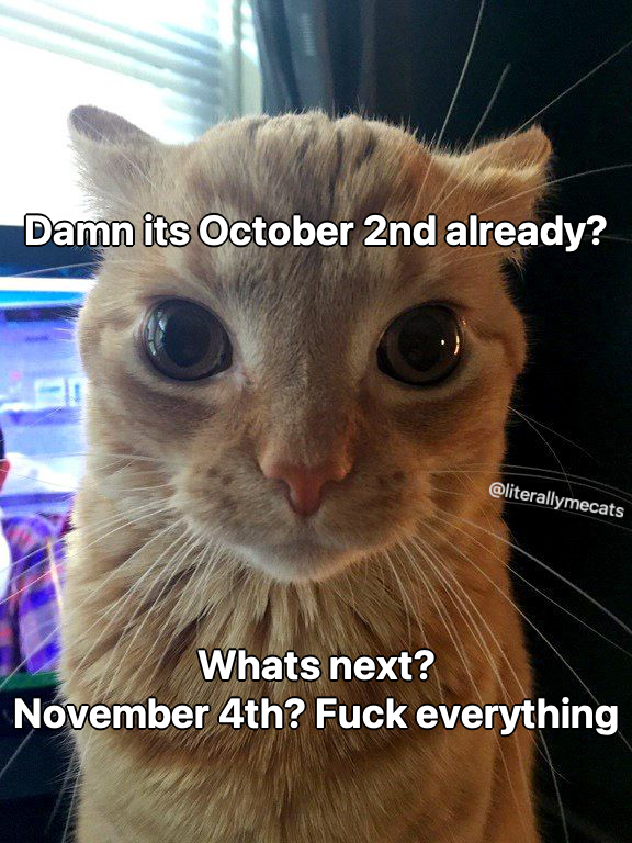 LiterallyMeCats (@literallymecats) on Twitter photo 