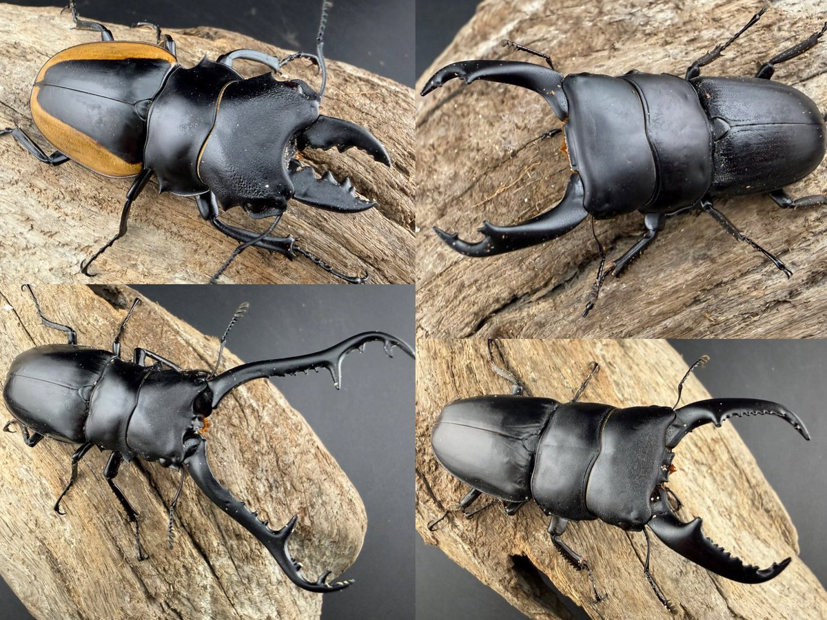 KPW公式｜昆虫生体・標本・オークション on X