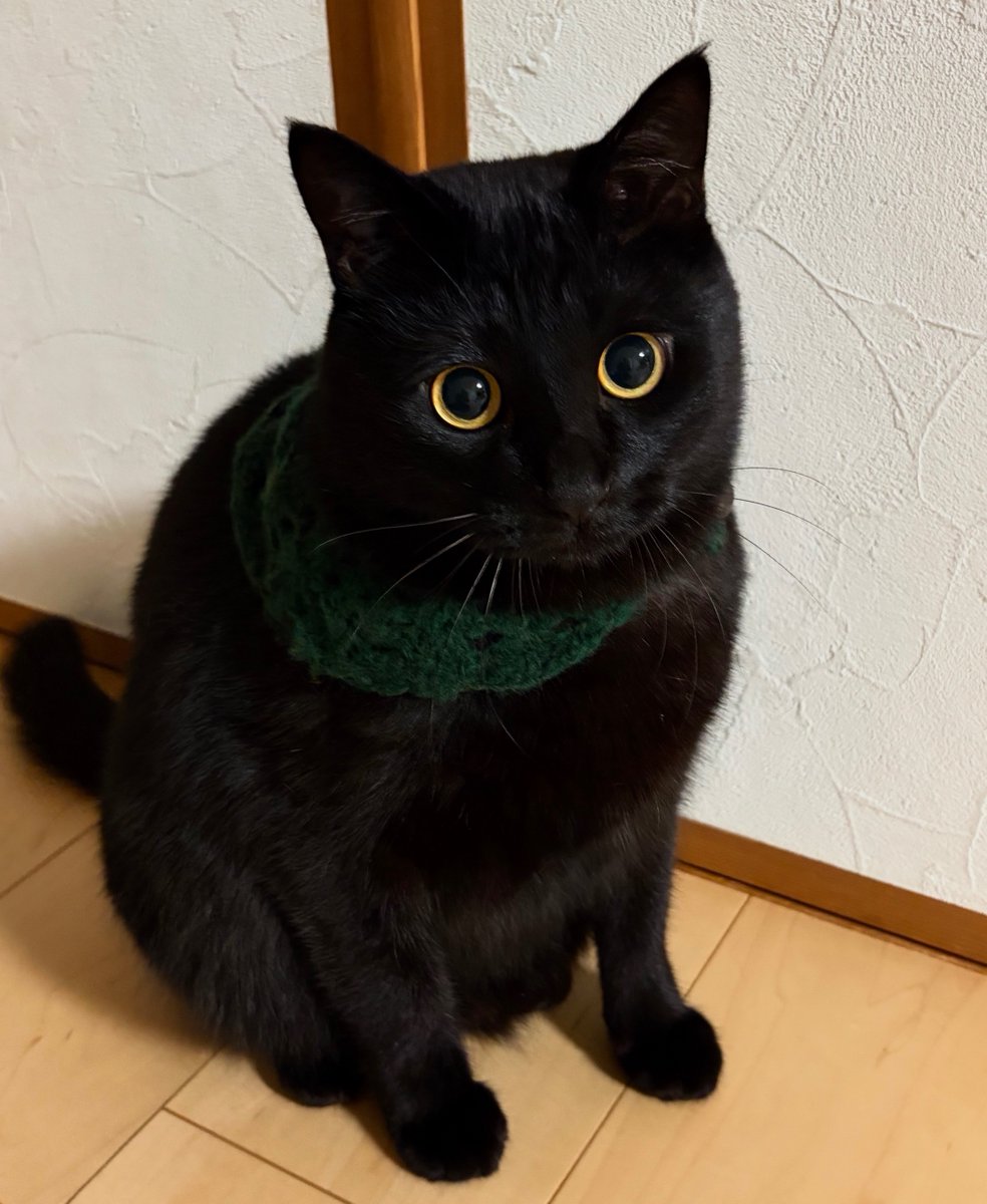 黒ねこ♪ 中外陶園 ＞ ⁡ ○ 瀬戸まねき猫 横座 右手 4号 ¥4,950(inc.tax) Item