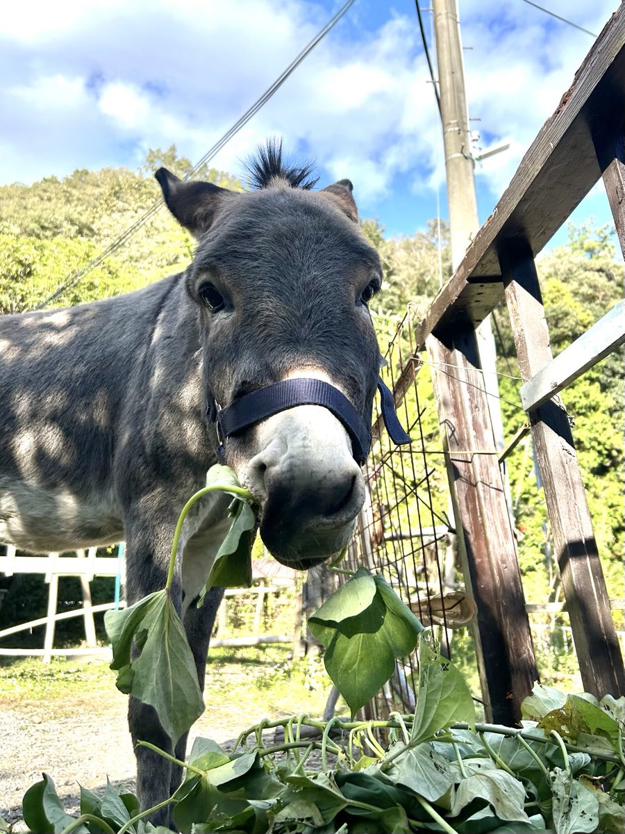 Posts with replies by ツルキミ (@TJo95V15kl35013) / X