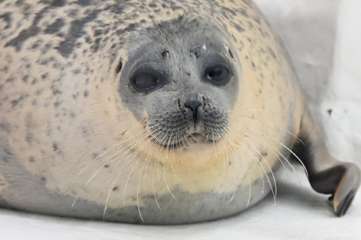 catnip4126's tweet image. 潜水清掃中アラレちゃん
おっさんには見えない
#海遊館