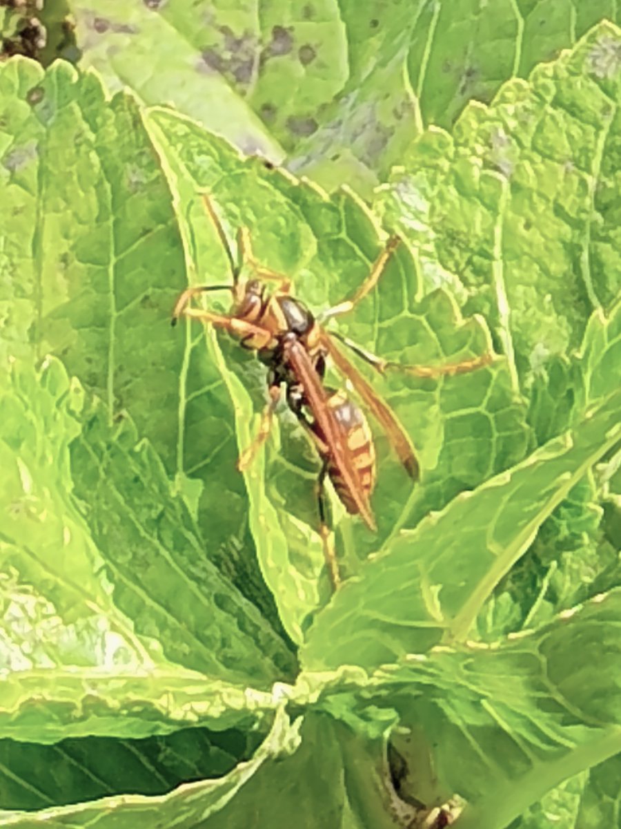 【白銀の蜂】 アグリ・トップ®クロマル - Agrisect（アグリセクト）安全