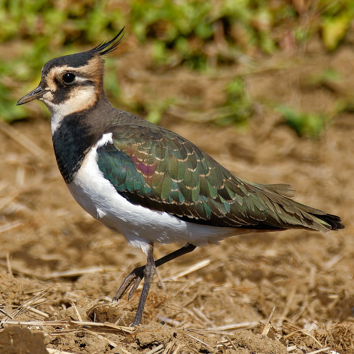 タゲリ
来てるかなと確認に行ったら、来てましたー。
いい光沢だね✨️