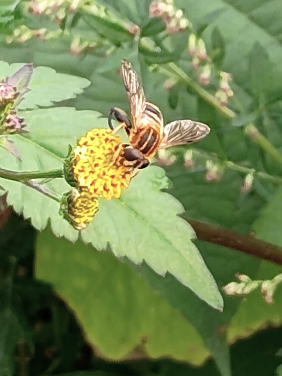 【白銀の蜂】 Buy 1992 China 1 oz Silver Panda Large Date BU (Sealed) | APMEX