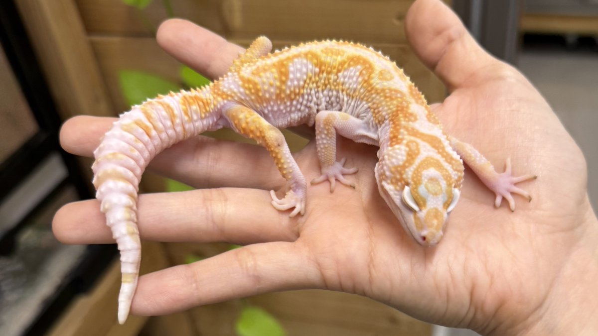 爬虫類倶楽部中野本店 本アカウント on X