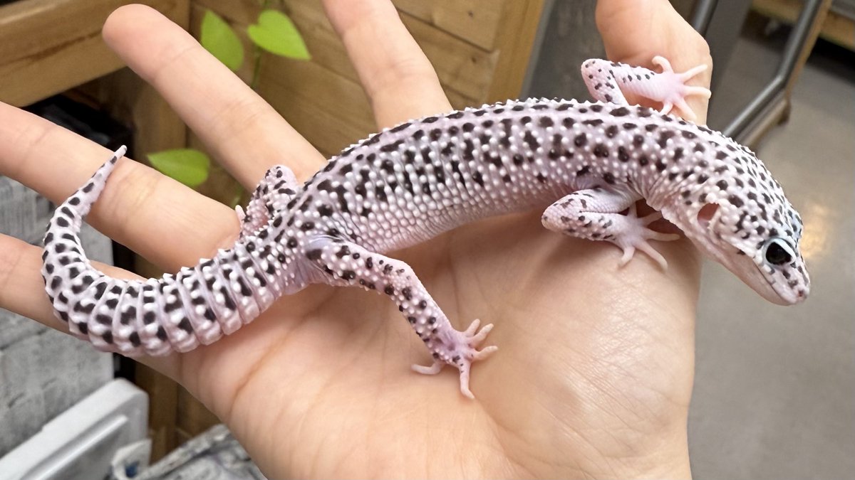 レオパ野郎 レオパ野郎 レオパ野郎 レオパ 新入荷 : 爬虫類倶楽部