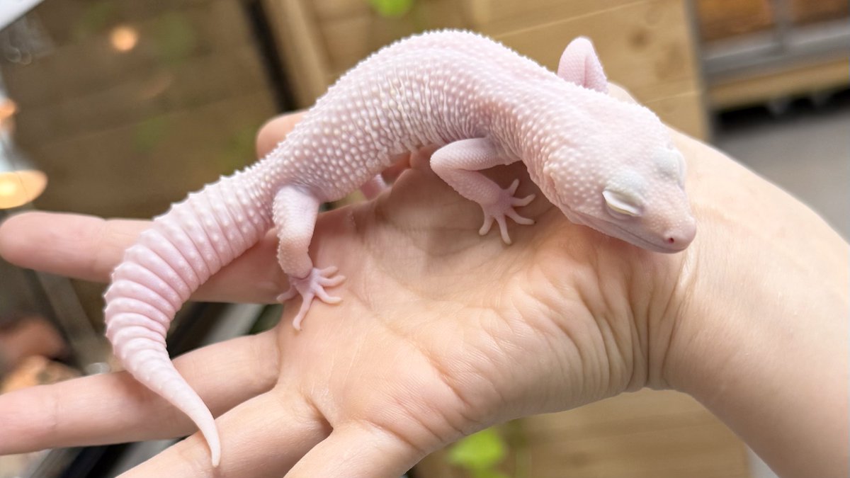 爬虫類倶楽部中野本店 本アカウント on X