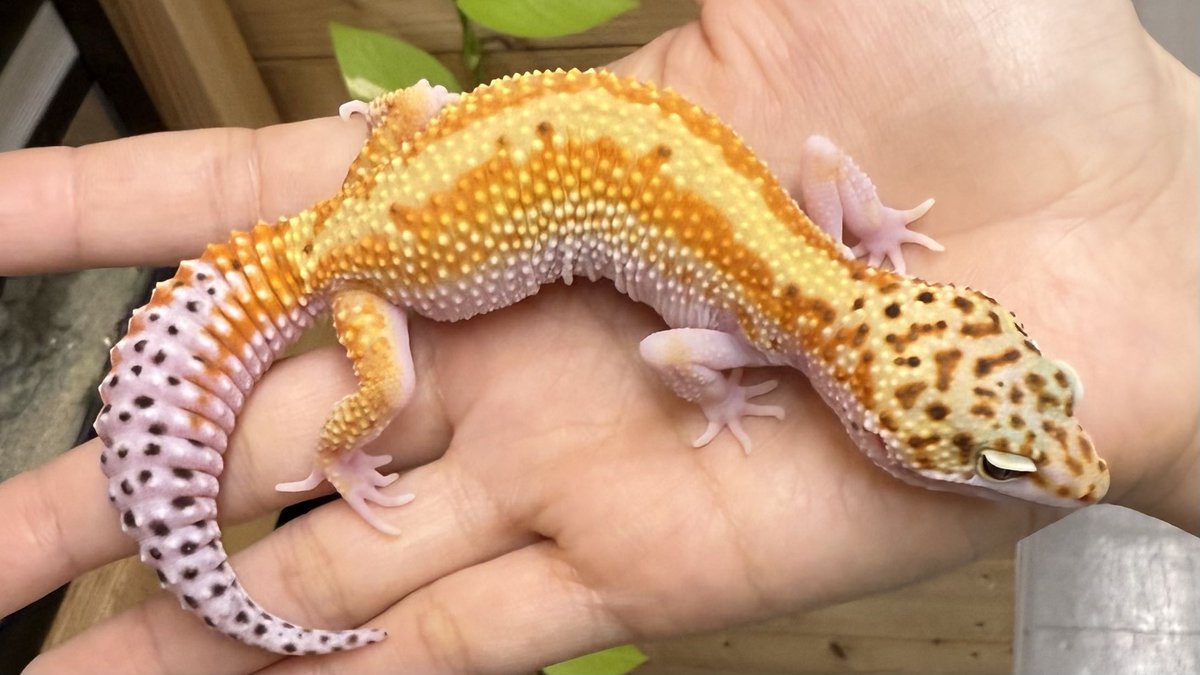 爬虫類倶楽部中野本店 本アカウント on X