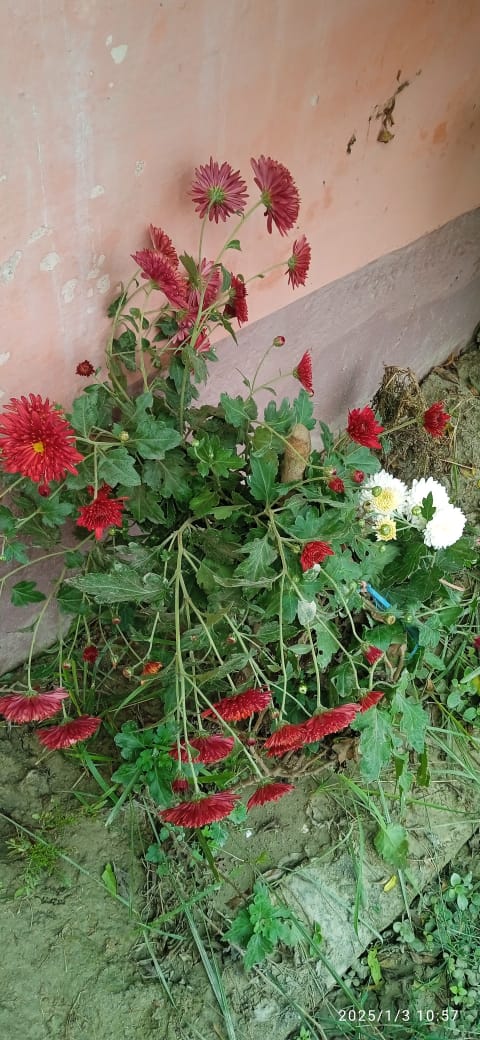 DrReenaAnamika's tweet image. जब चैन से जीने की नौबत आयी
तकलीफ़ों ने हौले से कुंडी खटकायी.
#डॉअनामिका #हिंदी_का_विस्तार #हिंदी_पंक्तियाँ #हिंदी_शब्द #ऊर्दू_अलफ़ाज़ #बज्म़