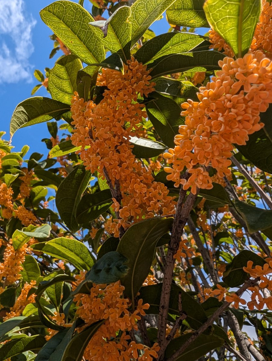 麒麟獣文花生 麒麟獣文花生 麒麟獣文花生 麒麟獣文花生 麒麟 Kirin (Qilin) 神谷哲史
