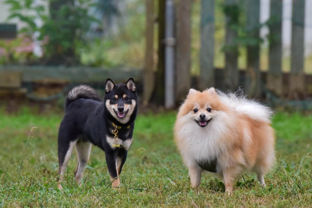 カピバラページ 安らぎのきくらげちゃんです。 1週間お疲れさまでした。 #カピ