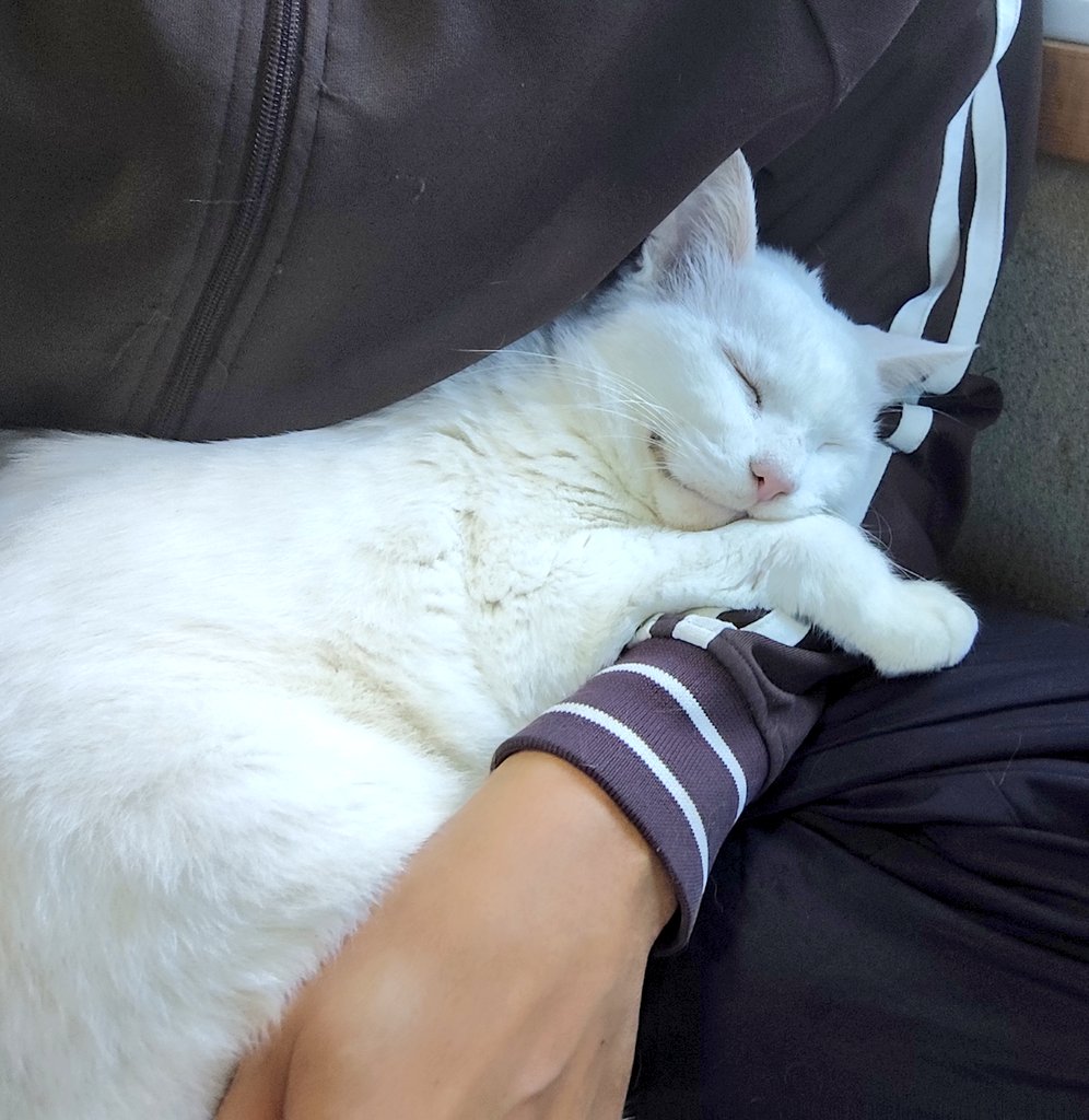 本日中に売れなければ300円❗️最新作✨ポスカサイズ額付き「千載一遇にゃんこ」 納車動画#3】🔸大型SS初乗り⤴️エンスト祭り❗仲間のバイクを