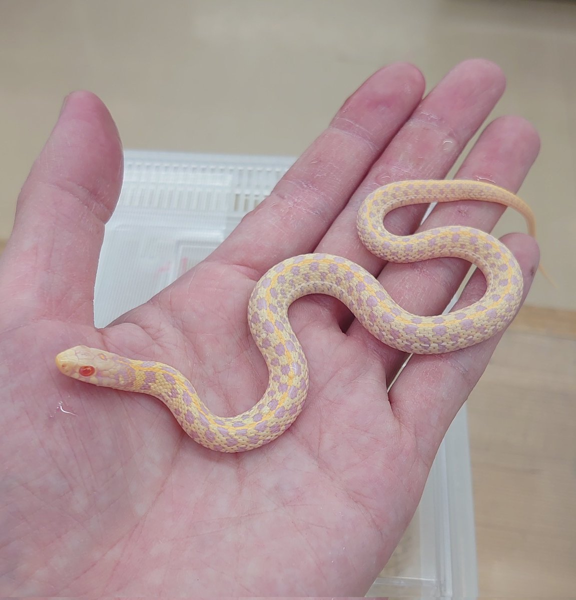 趣味探し中 爬虫類クラブJ千代田店【公式】【爬虫類倶楽部】【ハチクラ 】 on X