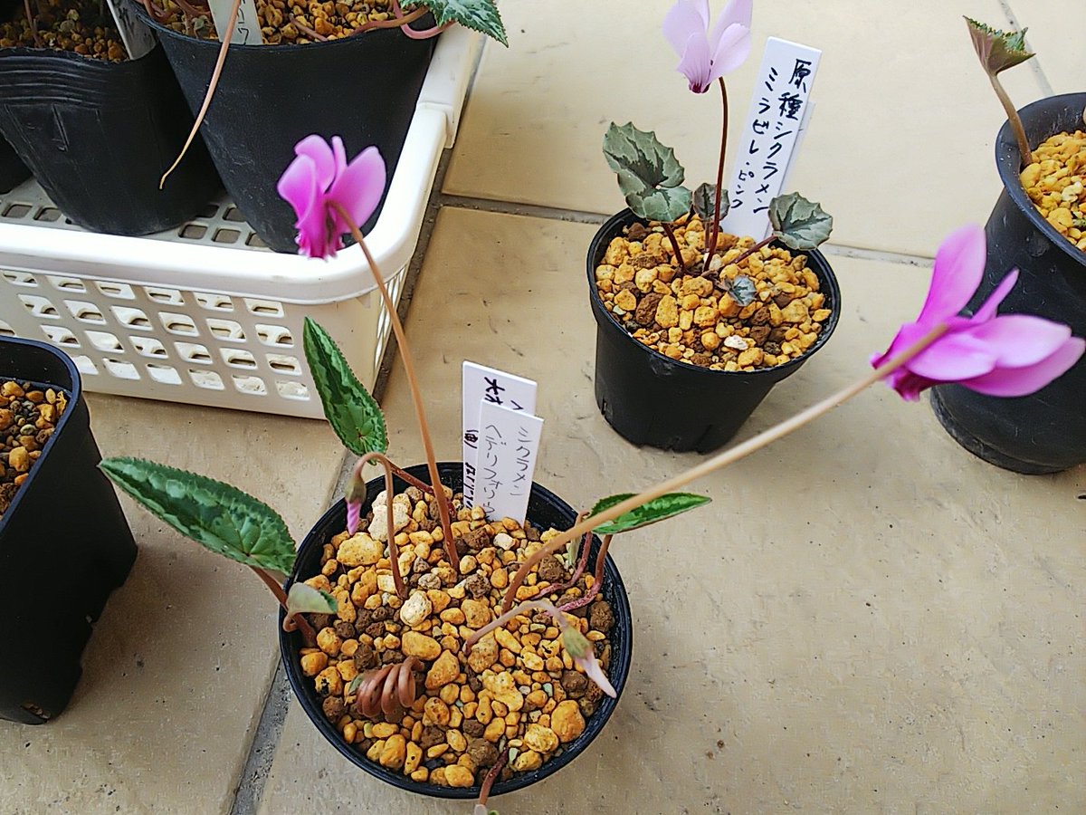 花の静物 花の静物 カード検索 ｜ Z/X - Zillions of enemy X - ゼクス公式サイト