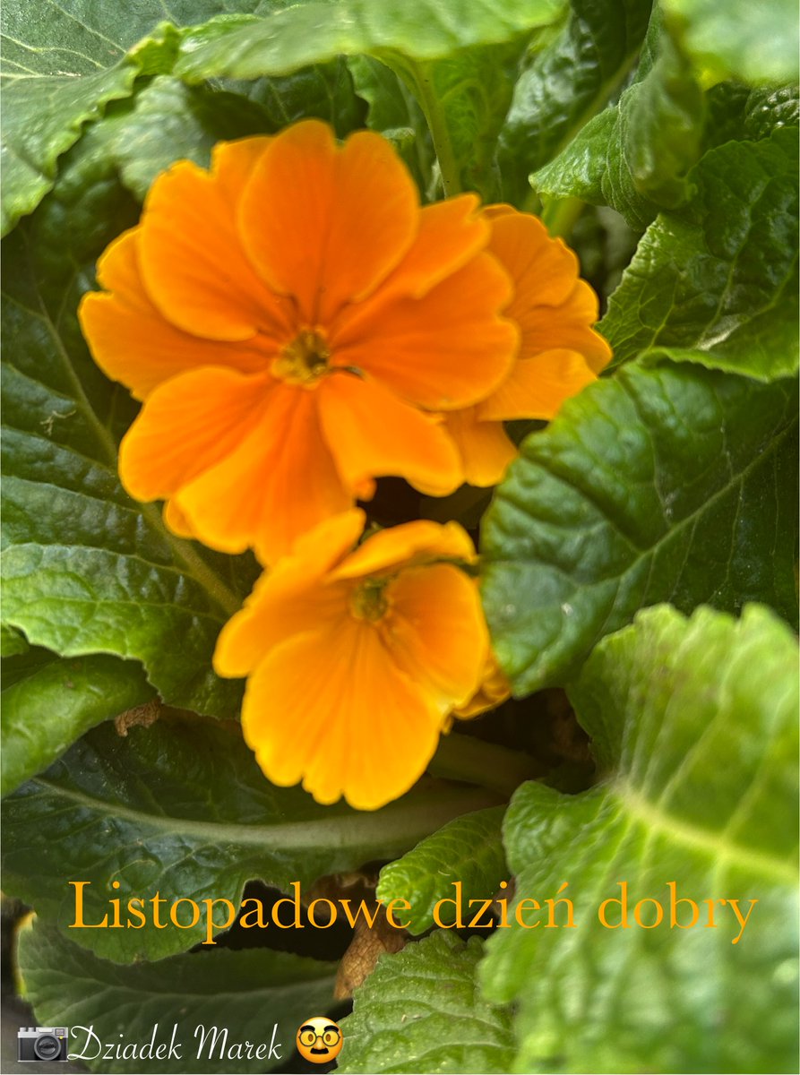 Dzień dobry,+6 całkowite zachmurzenie 🌫️. W  ogródku zakwitły prymulki.O godzinie  15:00 gra Iga Świątek .👋☕️🍂