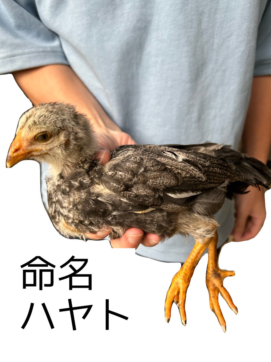 ネンネン鳥更新しました ﾄｩｷ on X