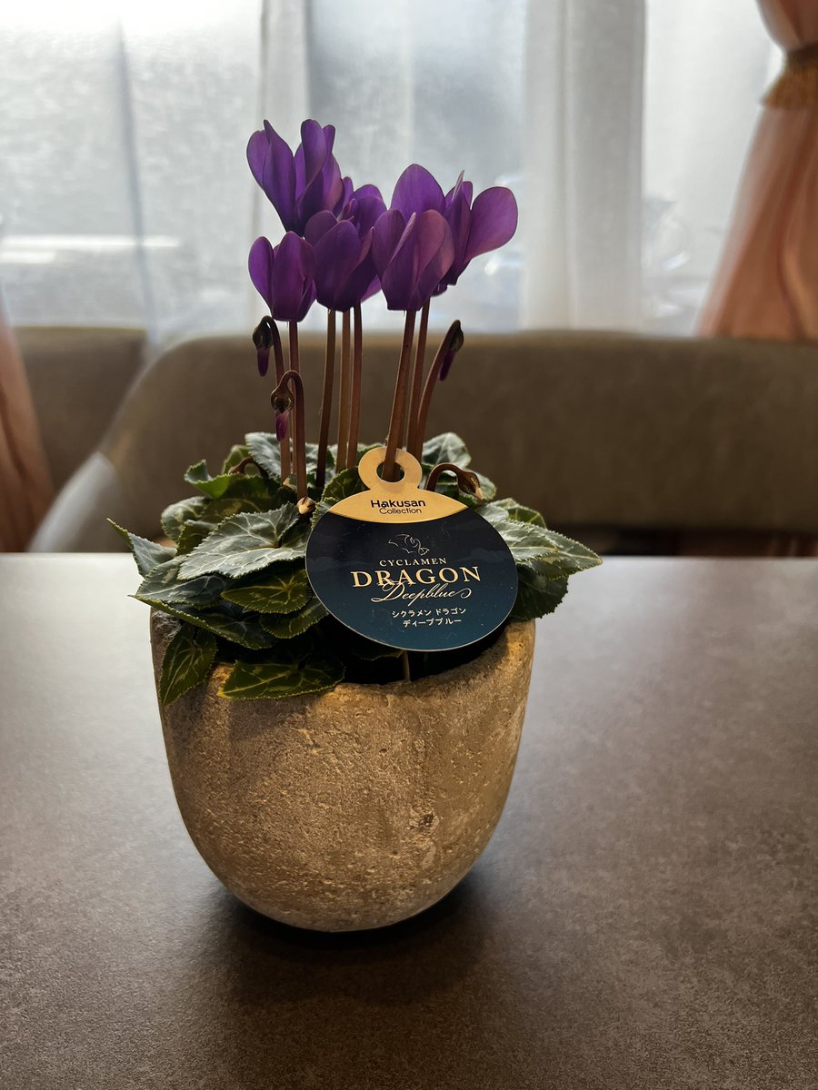 🐰うさぎさん𝐺𝑂𝐿𝐷𝐸𝑁 on X