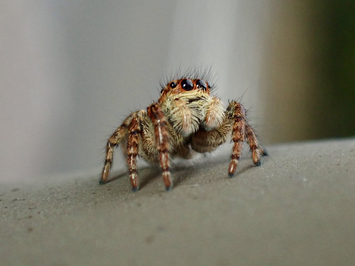 げつめん (@Hati7188) / Posts / X