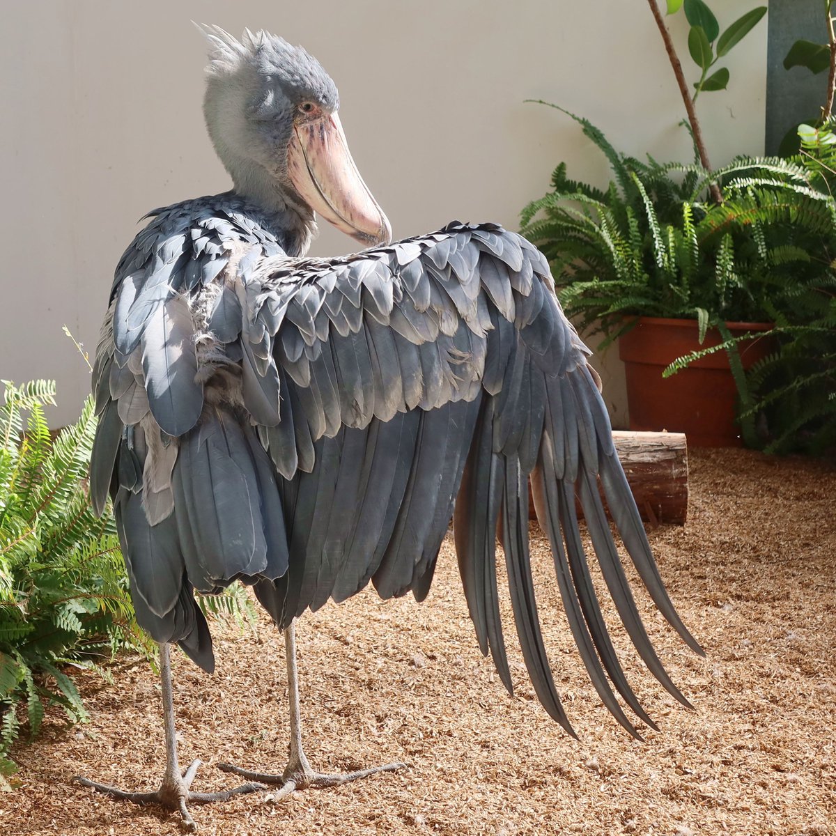 みぃみぃ (@F77eX4) / Posts / X