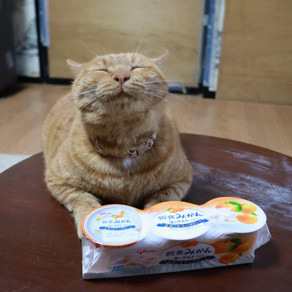 かご猫 blog (@shironeko_1) / Posts / X