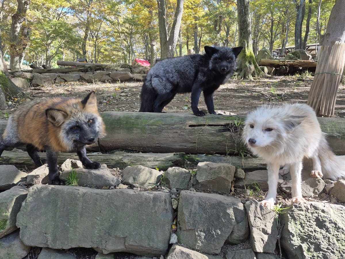 狐 Brown Platinum Fox (Zao Fox Village, Miyagi, Japan) January 21