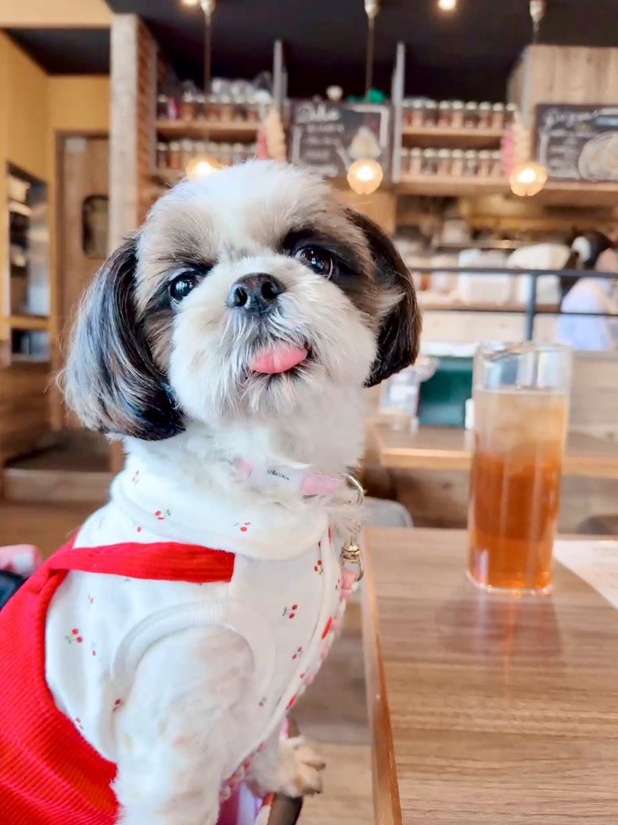 【sold】クリスマス⭐飾り シーズー シーズーのお嬢さん (@Ojousan_ShihTzu) / Posts / X