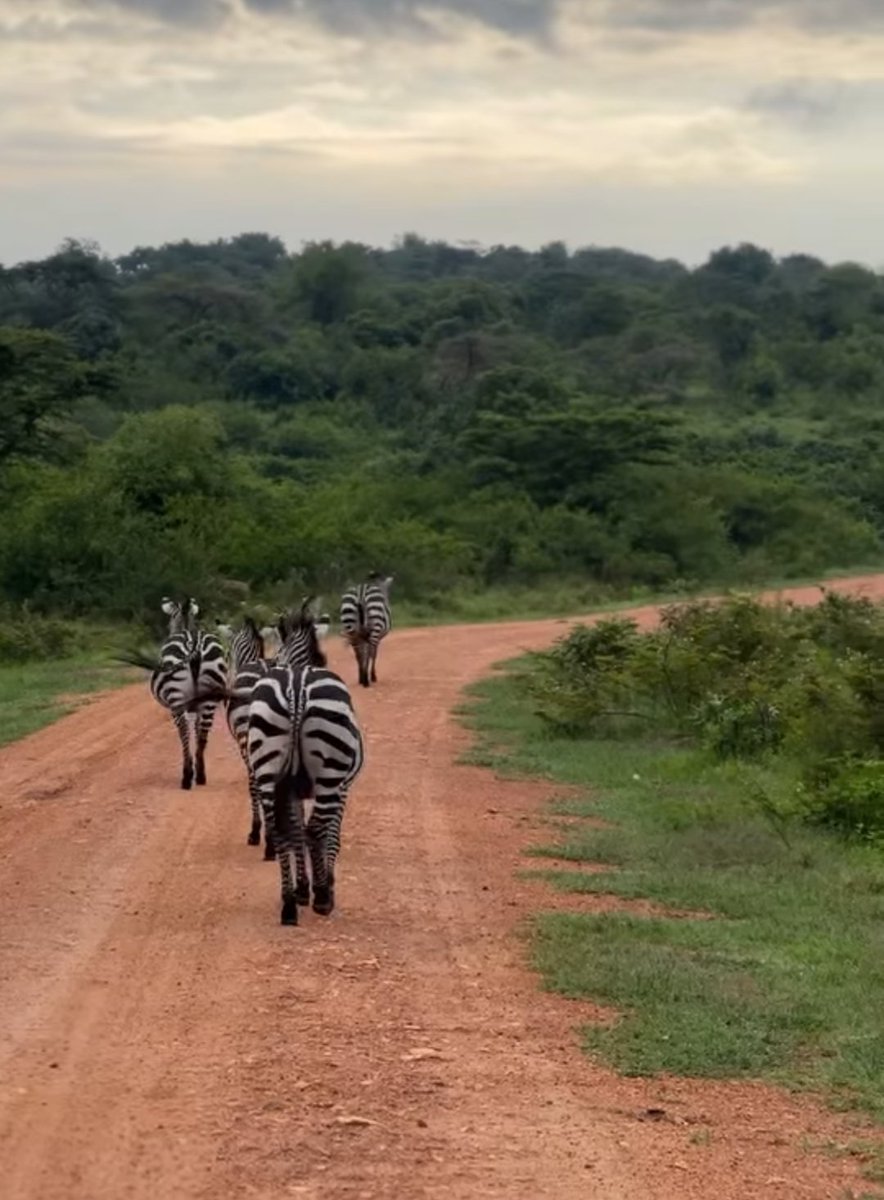 As the Zebras are attacking the day, 
Let's also attack the week 

Good morning nature lovers 😍