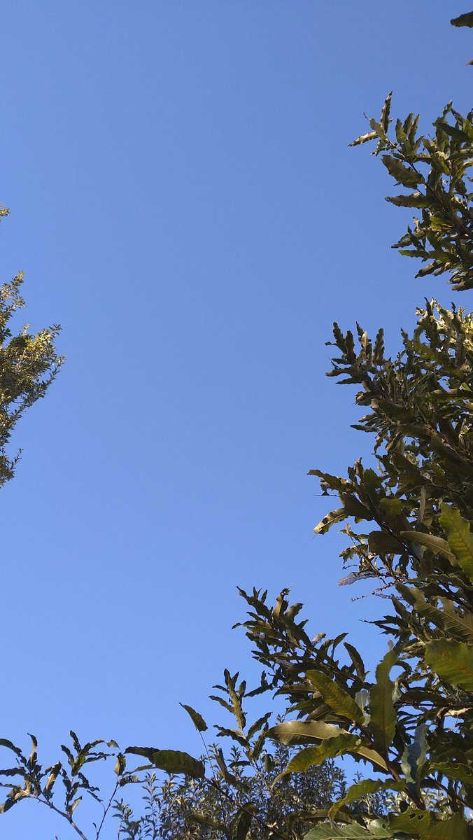 Radio_Ethiopia2's tweet image. 風が強い、強すぎる。十万石…🫠

三時のおやつタイム。
#イマソラ　#POCO