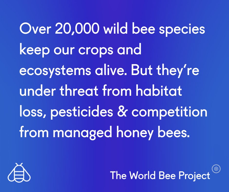 Wild bees make life possible. 🌼

Over 20,000 wild bee species keep our crops and ecosystems alive — but they’re under threat from habitat loss, pesticides &amp; competition from managed honey bees.

Protect pollinators, protect the planet. 🌍🐝

Be involved: worldbeeproject.org/world-bee-comm…