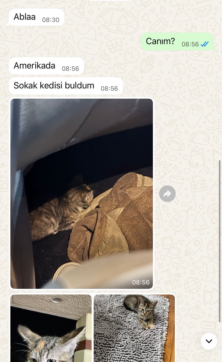 Hani sadece bizde sokak hayvanı vardı????????? Ceplemiş kardeşim bi tanesini