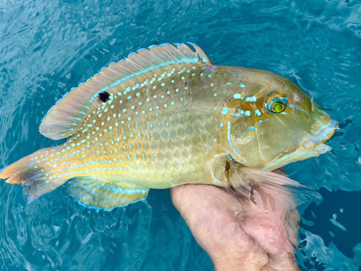 うっちー (@triktiy1119) / Posts / X